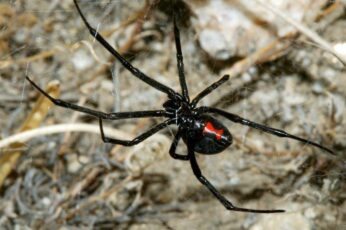 Black Widow Spiders New Wallpaper