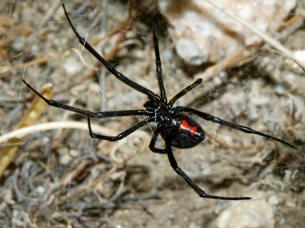 Black Widow Spiders New Wallpaper - Wallpaperforu