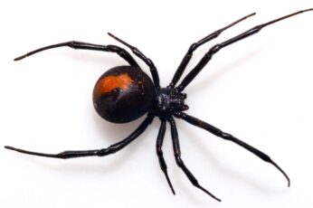 Black Widow Spiders Pc Wallpaper