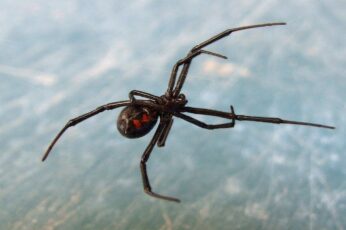 Black Widow Spiders Pc Wallpaper 4k