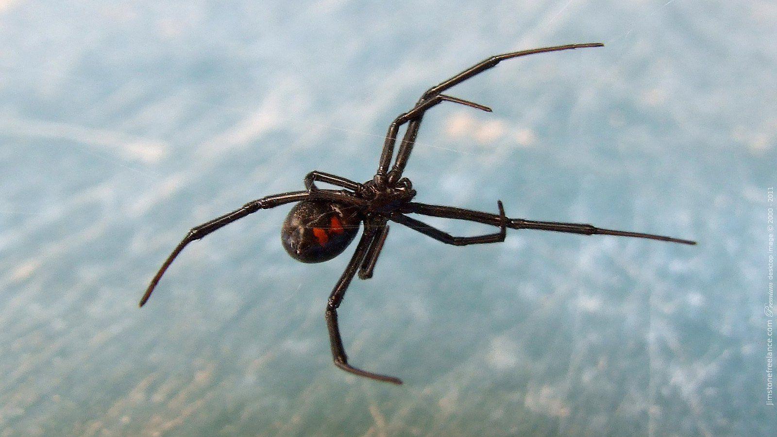 Black Widow Spiders Pc Wallpaper 4k, Black Widow Spiders, Animal
