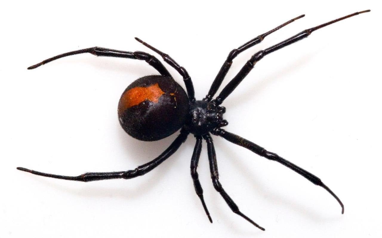Black Widow Spiders Pc Wallpaper, Black Widow Spiders, Animal