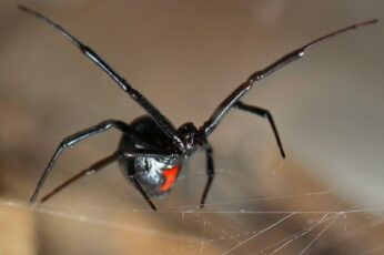 Black Widow Spiders Wallpaper 4k