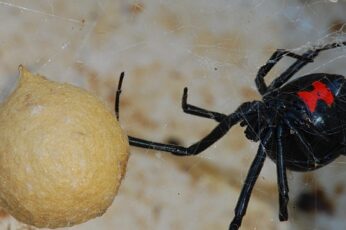Black Widow Spiders Best Wallpaper Hd - Wallpaperforu