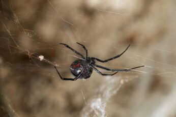 Black Widow Spiders Wallpaper 4k Pc