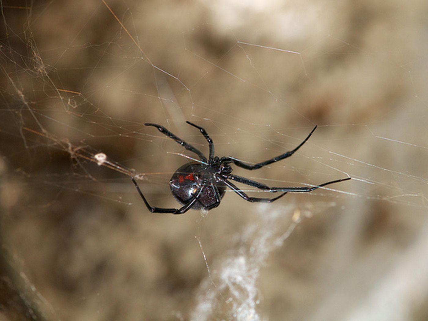Black Widow Spiders Wallpaper 4k Pc, Black Widow Spiders, Animal