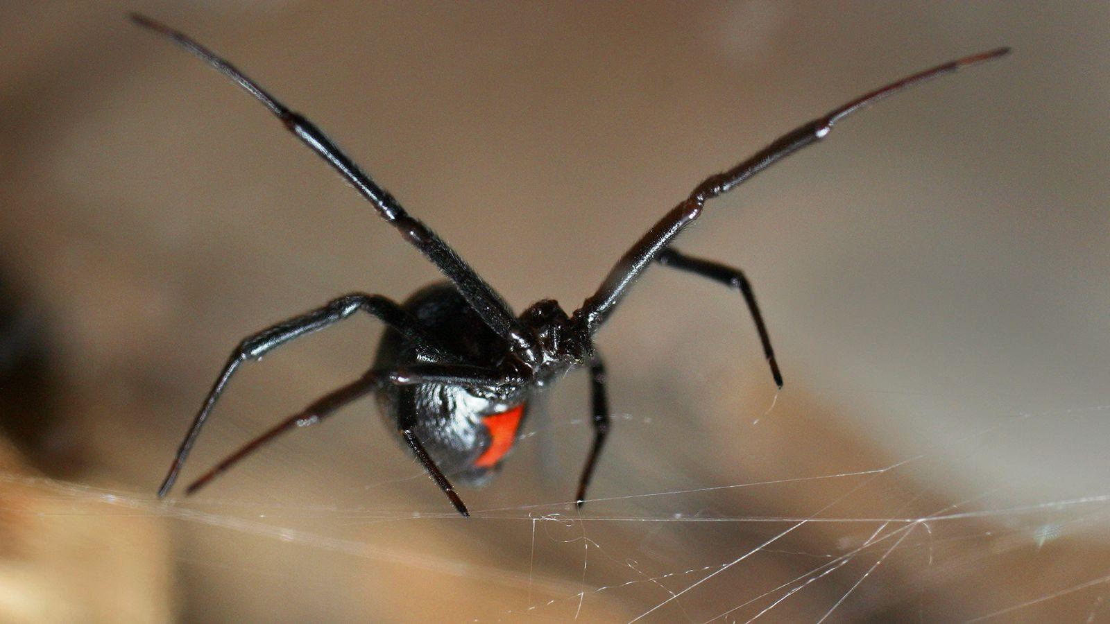 Black Widow Spiders Wallpaper 4k - Wallpaperforu