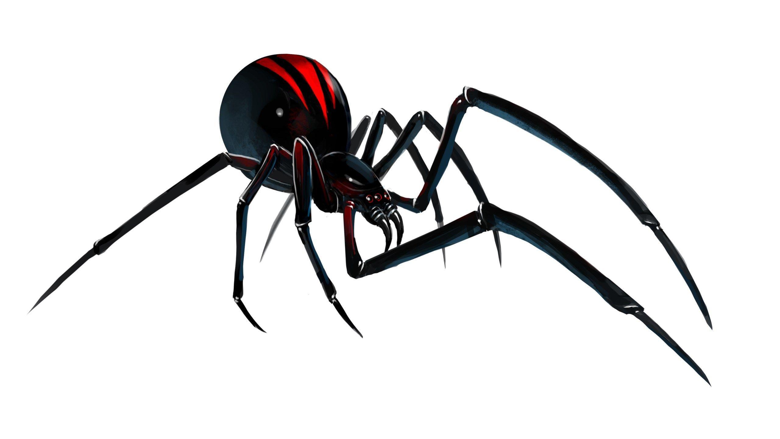 Black Widow Spiders Wallpaper Desktop 4k