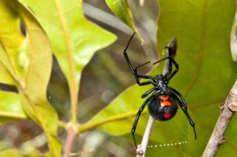 Black Widow Spiders Wallpaper Download