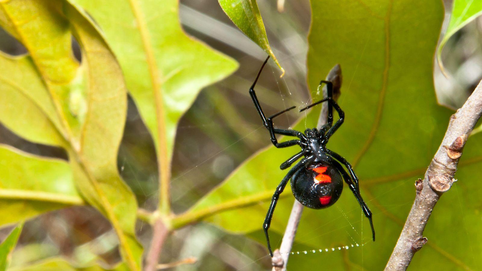 Black Widow Spiders Wallpaper Download, Black Widow Spiders, Animal