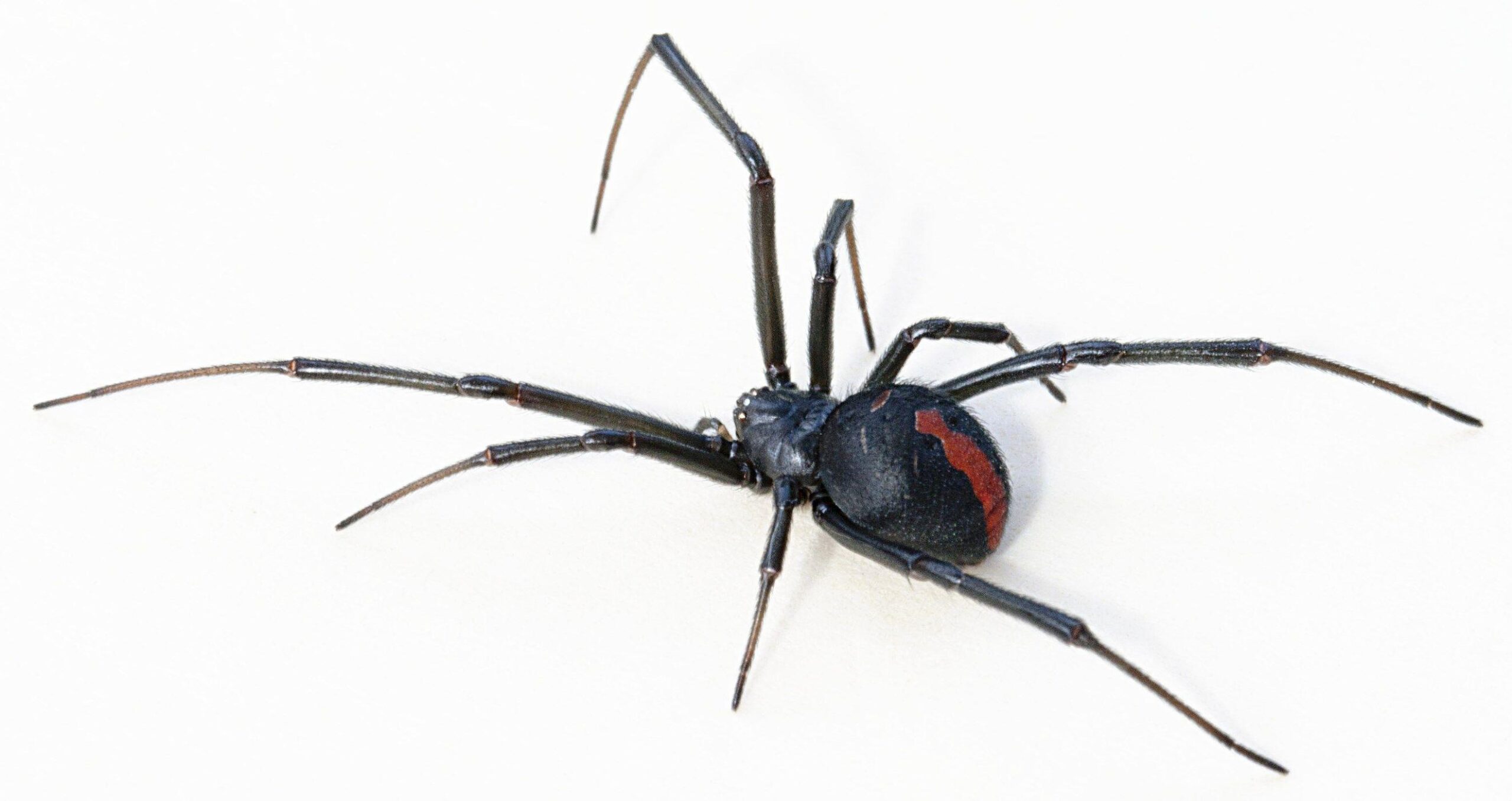 Black Widow Spiders Wallpaper For Ipad