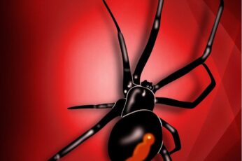 Black Widow Spiders Wallpaper For Pc