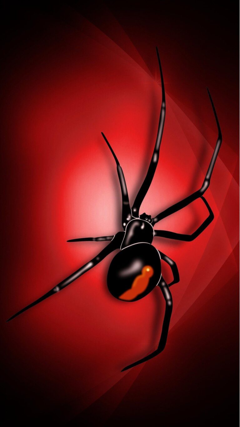 Black Widow Spiders Wallpaper For Pc - Wallpaperforu