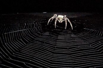 Black Widow Spiders Wallpaper Hd