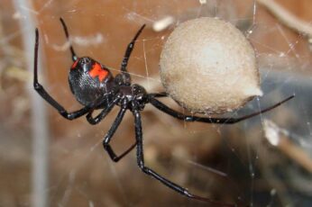 Black Widow Spiders Wallpaper Iphone
