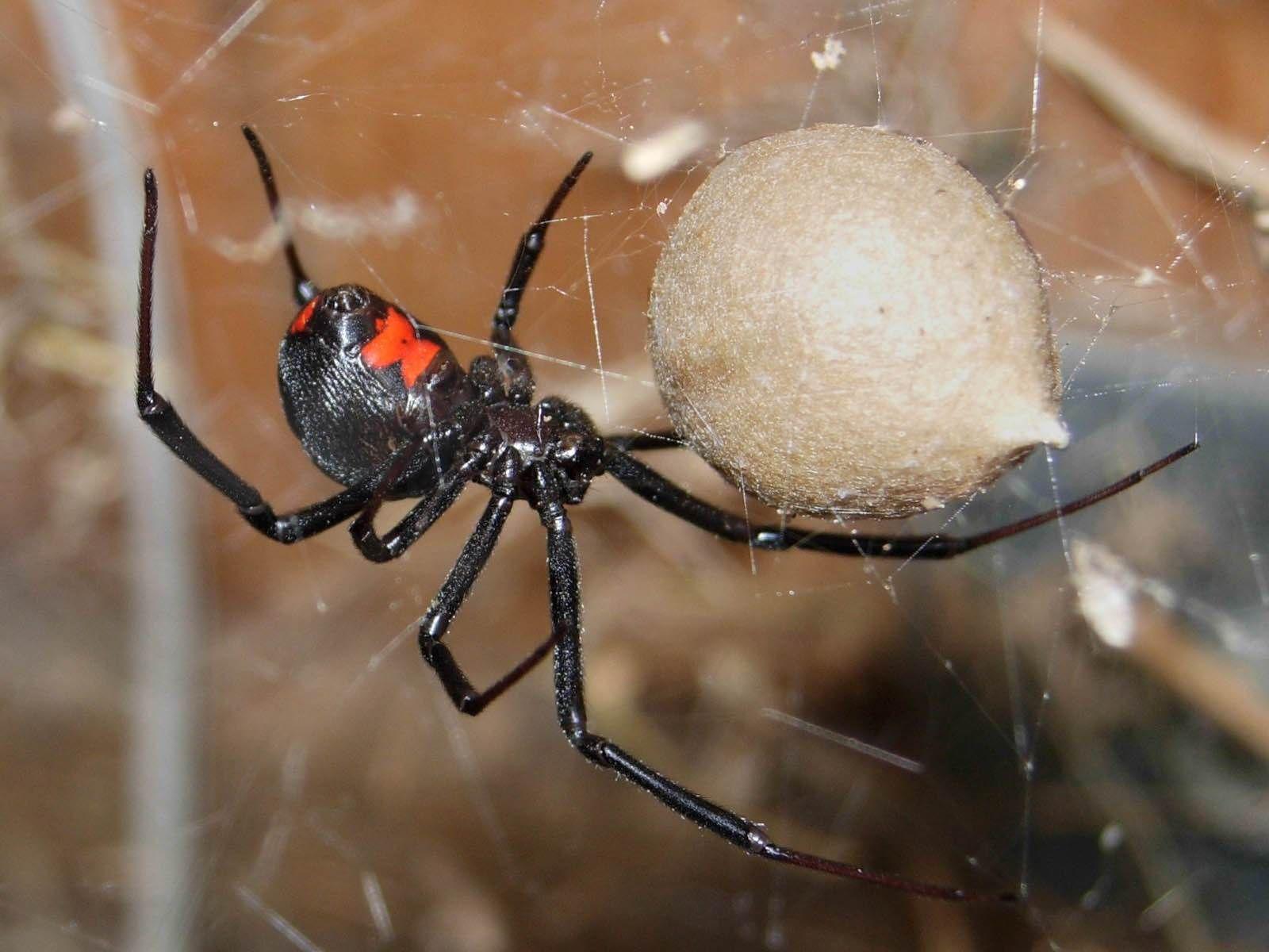 Black Widow Spiders Wallpaper Iphone, Black Widow Spiders, Animal