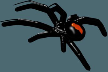 Black Widow Spiders Wallpaper Phone