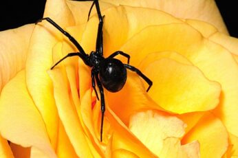 Black Widow Spiders Wallpapers For Free