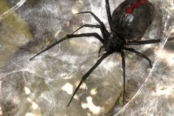 Black Widow Spiders Windows 11 Wallpaper 4k