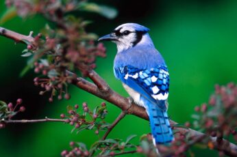 Bluebird Free Desktop Wallpaper