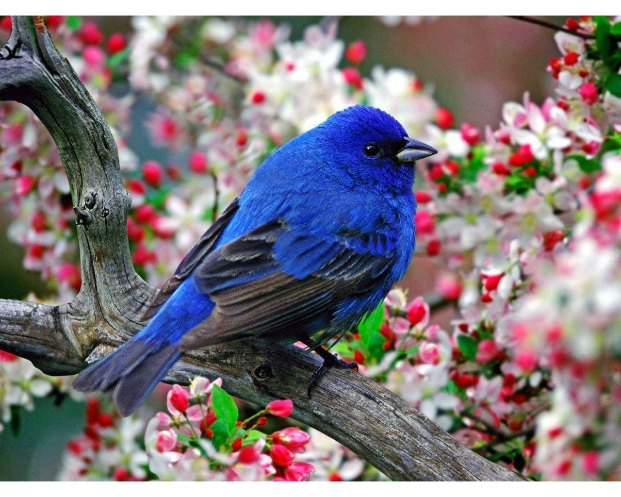 Bluebird Hd Wallpaper 4k Download Full Screen
