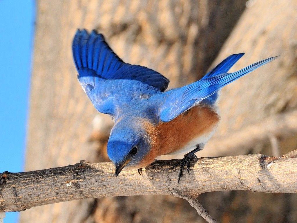 Bluebird Wallpaper Photo, Bluebird, Animal