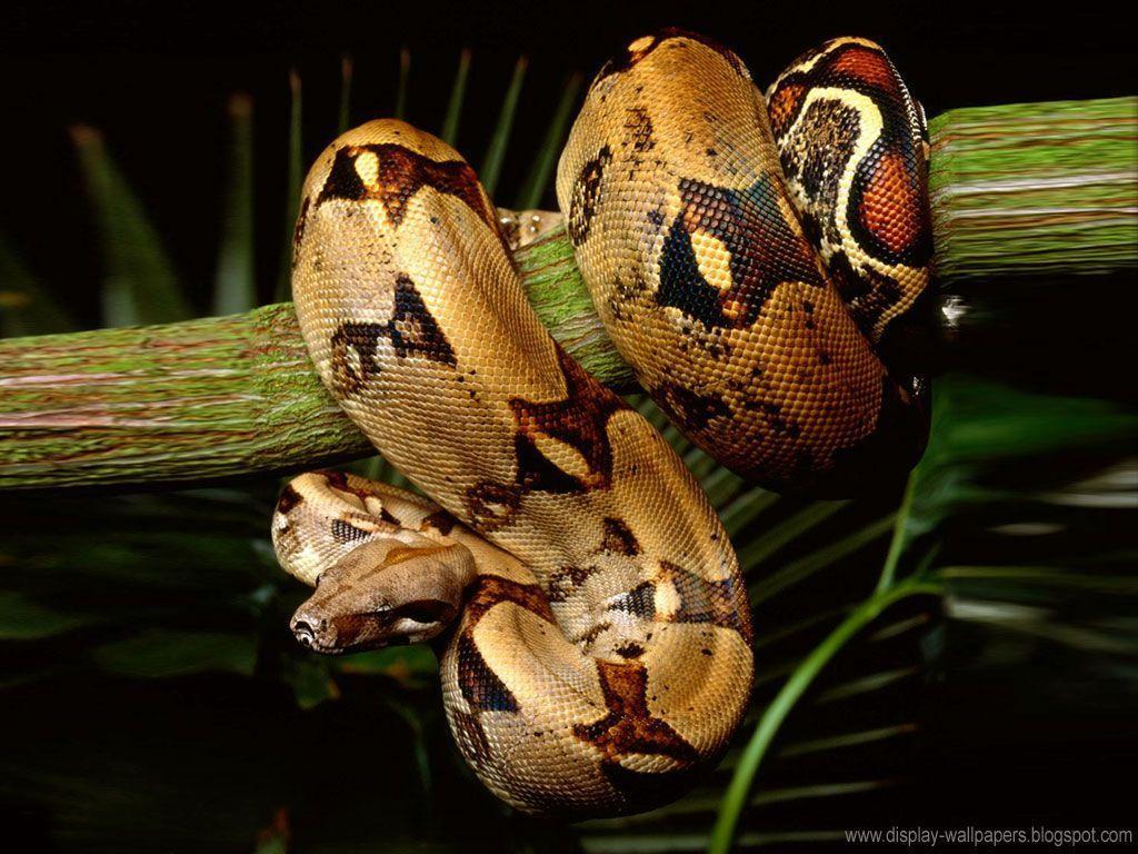 Boa Constrictor 4k Wallpaper Download For Pc, Boa Constrictor, Animal