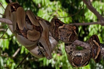 Boa Constrictor Best Wallpaper Hd For Pc