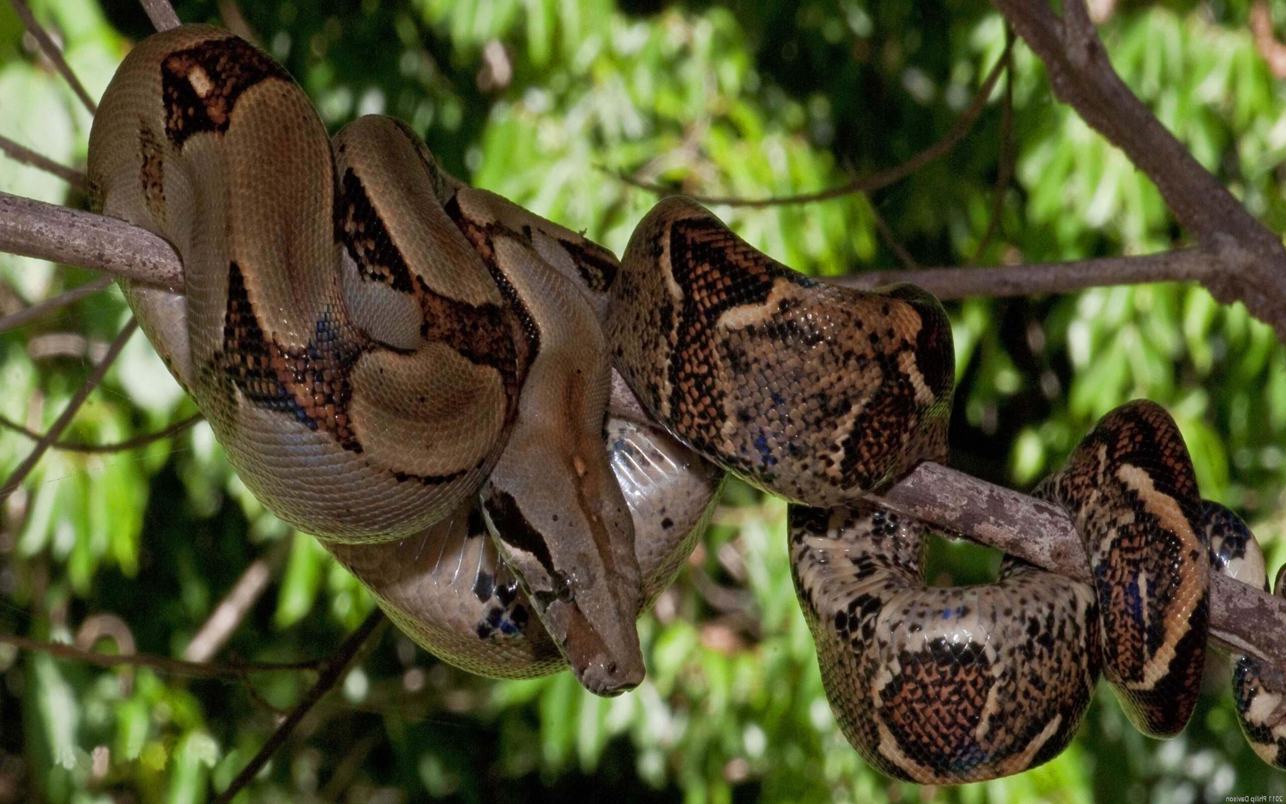 Boa Constrictor Best Wallpaper Hd For Pc, Boa Constrictor, Animal