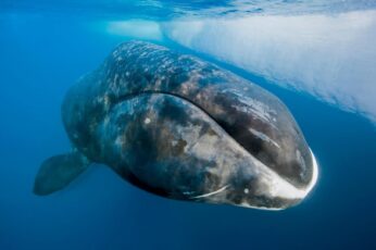 Bowhead Whales 1080p Wallpaper