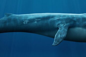Bowhead Whales Desktop Wallpaper Hd