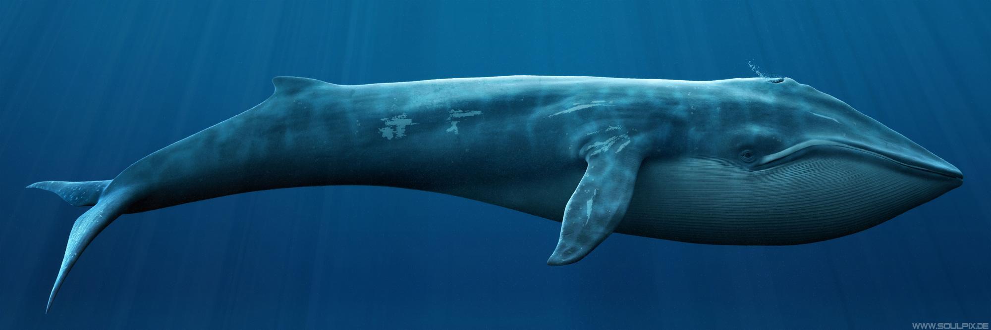 blue whale by dusty jones