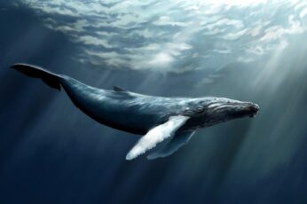 Bowhead Whales Hd Wallpapers For Pc