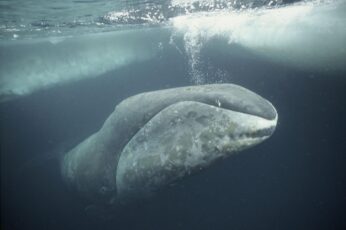 Bowhead Whales Wallpaper For Pc