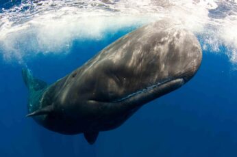 Bowhead Whales Wallpaper Phone