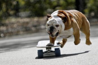 Bulldogs Hd Wallpapers For Laptop