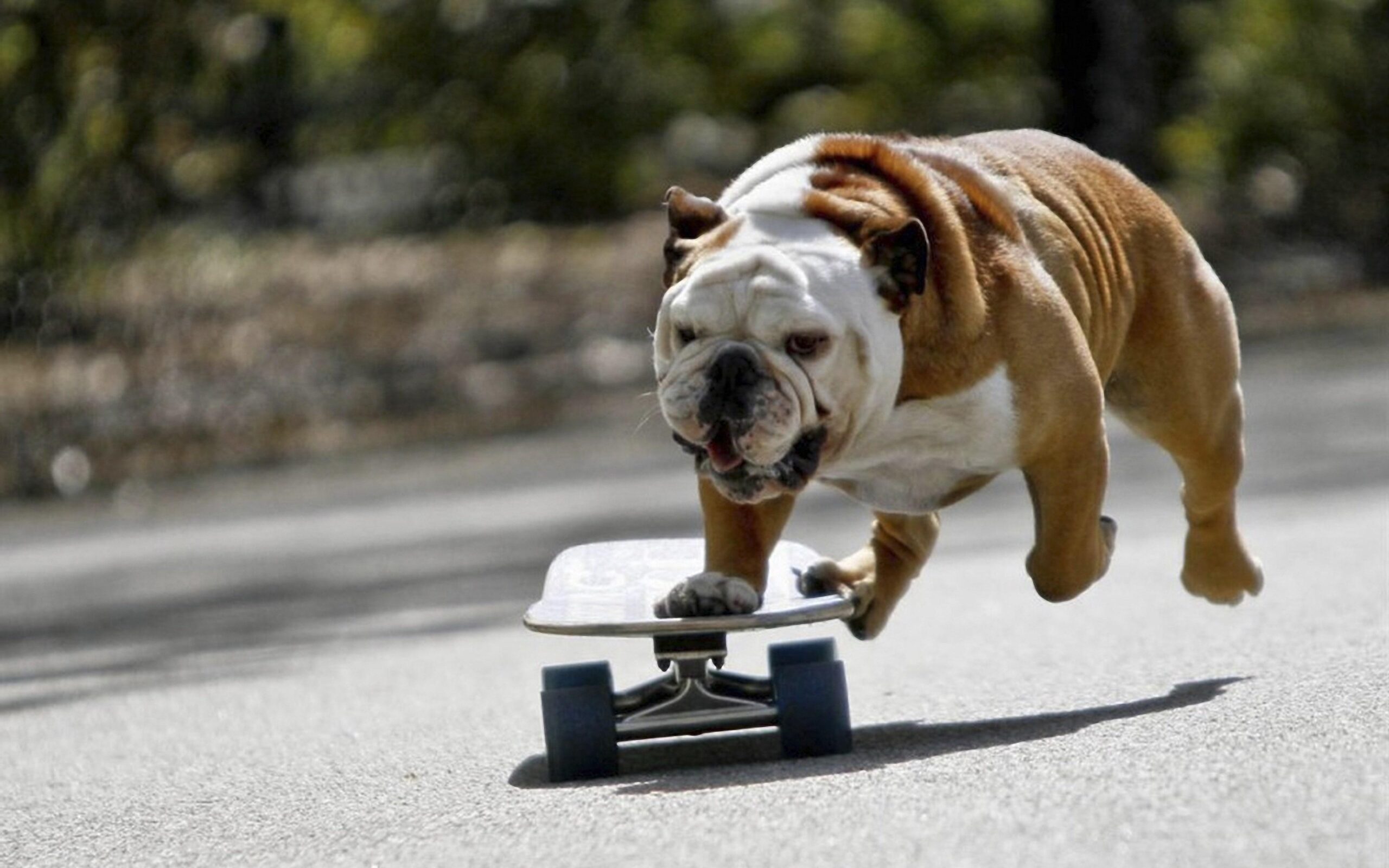Bulldogs Hd Wallpapers For Laptop