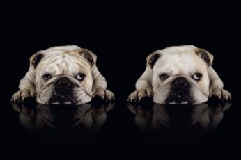 Bulldogs Hd Wallpapers For Mobile
