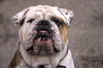 Bulldogs Hd Wallpapers For Pc