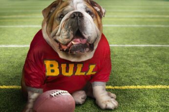 Bulldogs Wallpaper Download