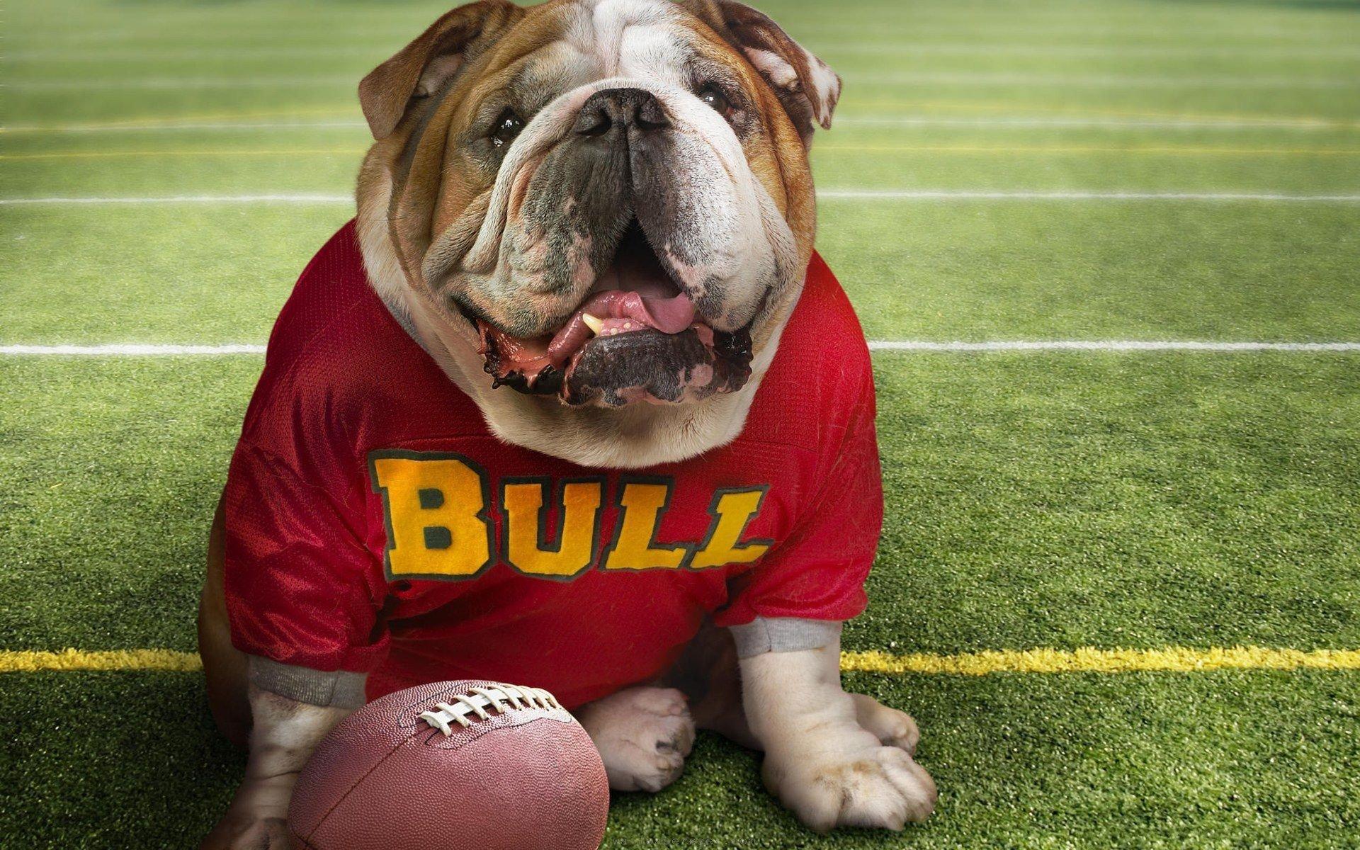 Bulldogs Wallpaper Download, Bulldogs, Animal