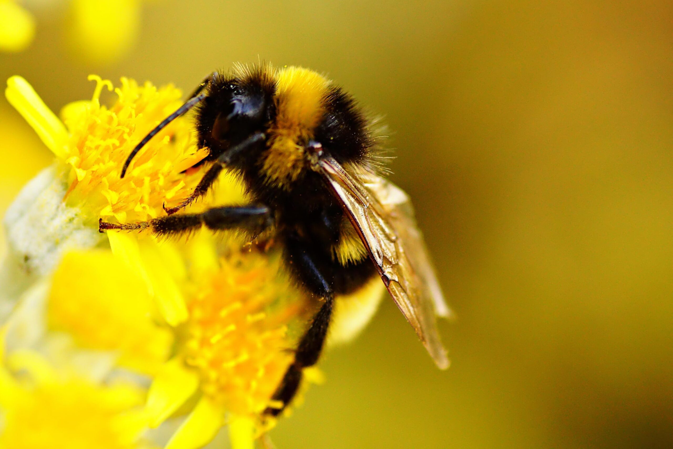 Bumblebee Insect 1080p Wallpaper, Bumblebee Insect, Animal