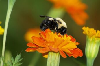 Bumblebee Insect Free Desktop Wallpaper