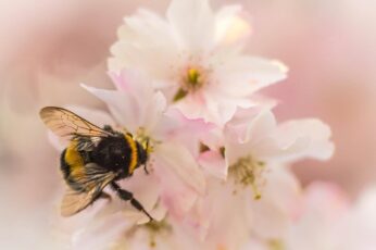 Bumblebee Insect Full Hd Wallpaper 4k