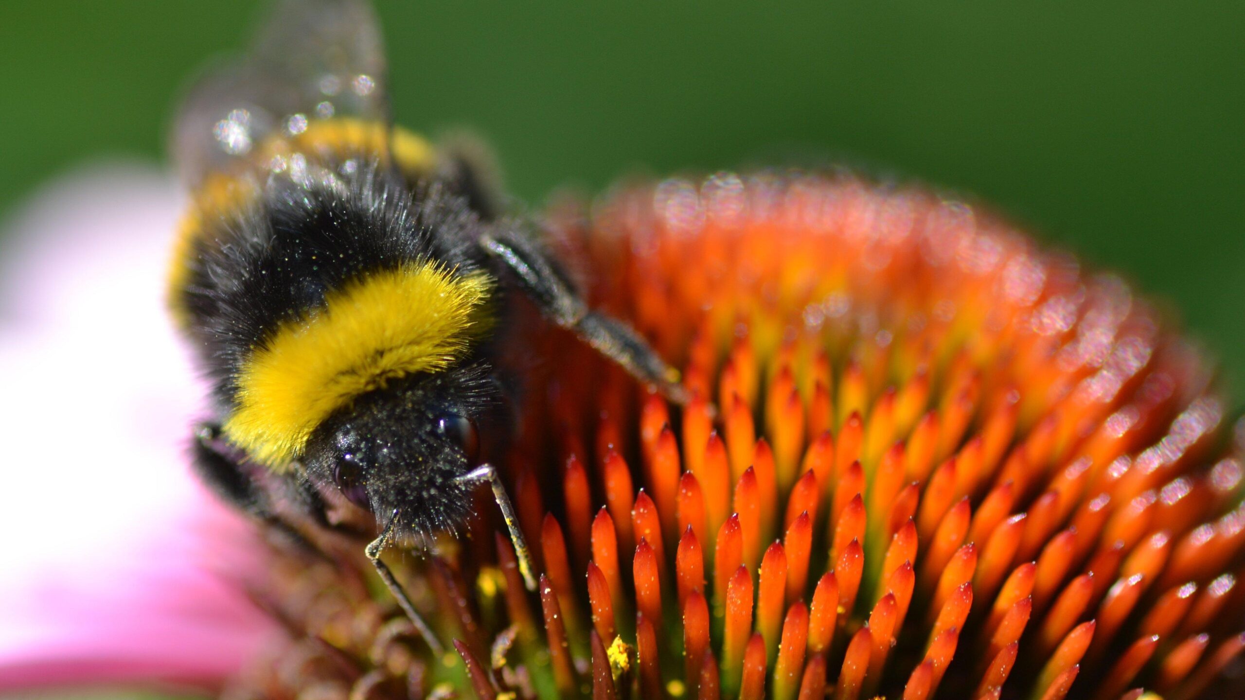 Bumblebee Insect Hd Wallpaper 4k Download Full Screen, Bumblebee Insect, Animal