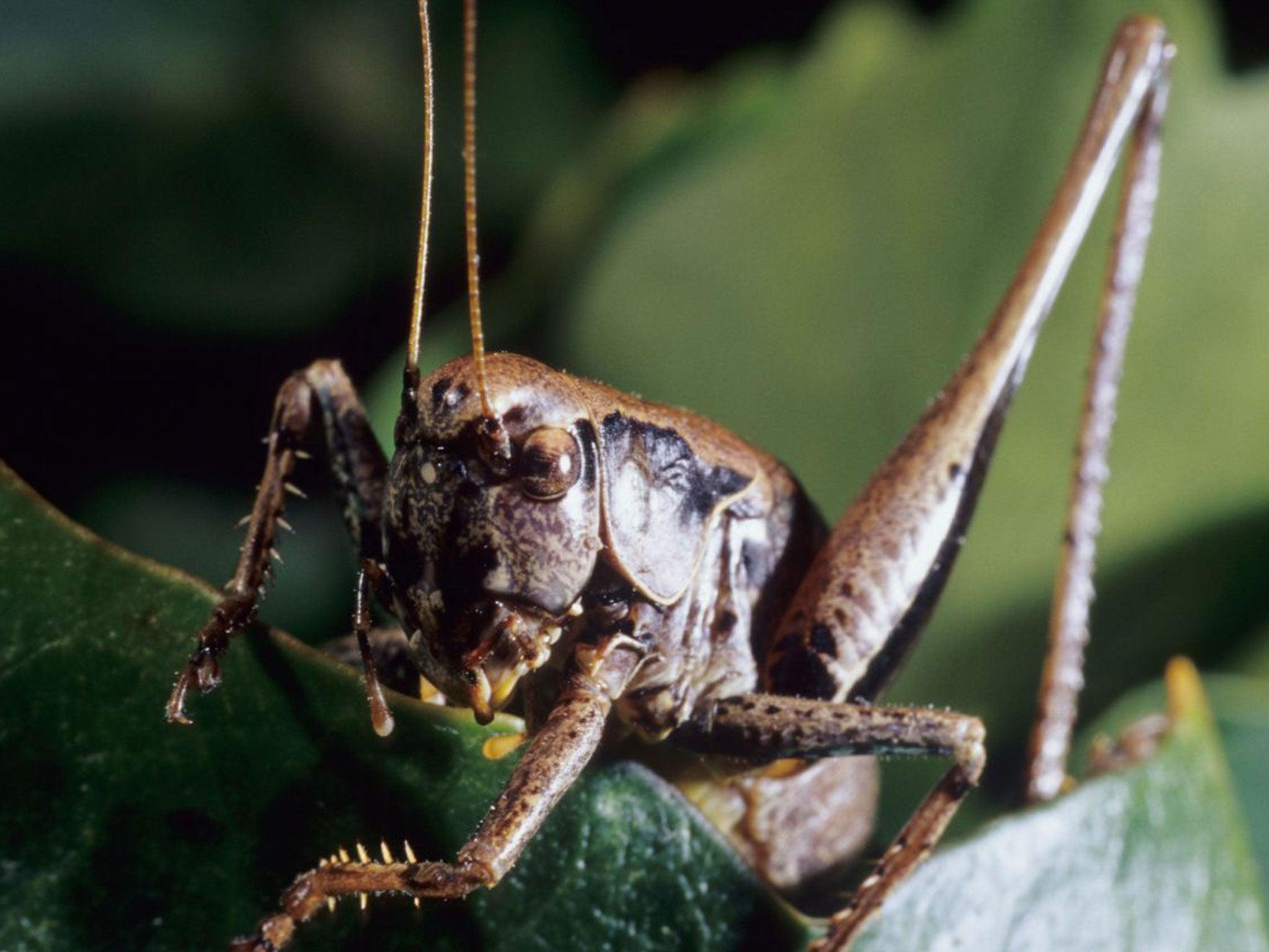 Bush Crickets Best Wallpaper Hd, Bush Crickets, Animal