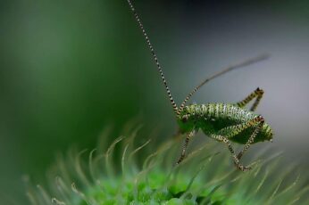 Bush Crickets Hd Wallpapers For Pc