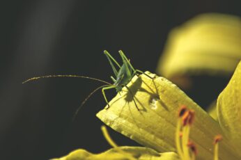 Bush Crickets Wallpaper Hd