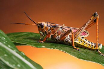 Bush Crickets Wallpaper Photo