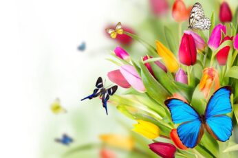 Butterflies Desktop Wallpaper Full Screen